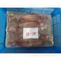New Catching Frozen Loligo Chinensis Squid